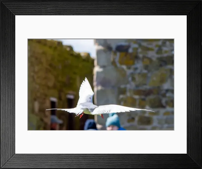 Framed Print : An Arctic Tern (Sterna Paradise) in flight above the Farne Islands in Northumberland, UK Framed Print : An Arctic Tern (Sterna Paradise) in flight above the Farne Islands in Northumberland, UK