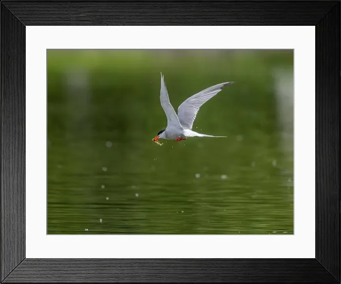 Framed Print : Common tern in flight catching a fish in its beak Framed Print : Common tern in flight catching a fish in its beak