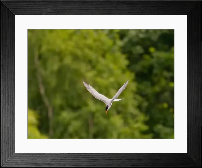 Framed Print : Common tern in flight against a background of greenery Framed Print : Common tern in flight against a background of greenery