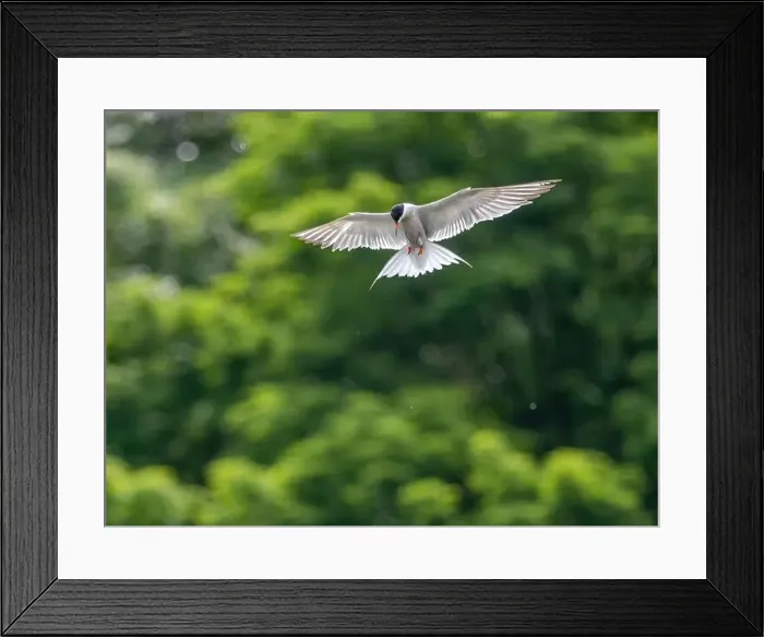 Framed Print : Common tern in flight against a background of greenery Framed Print : Common tern in flight against a background of greenery