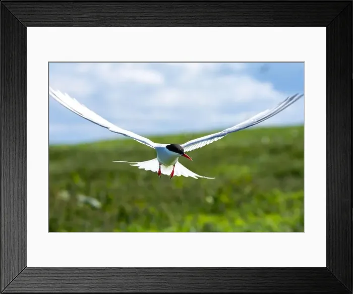 Framed Print : An Arctic Tern (Sterna Paradise) in flight above the Farne Islands in Northumberland, UK Framed Print : An Arctic Tern (Sterna Paradise) in flight above the Farne Islands in Northumberland, UK