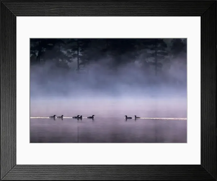 Framed Print : Group of Arctic Loons floating over water in lake Framed Print : Group of Arctic Loons floating over water in lake