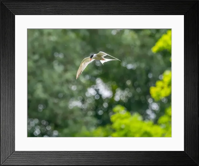 Framed Print : Common tern in flight against a background of greenery Framed Print : Common tern in flight against a background of greenery