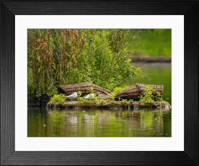 Framed Print : Common tern at the breeding ground with the young Framed Print : Common tern at the breeding ground with the young