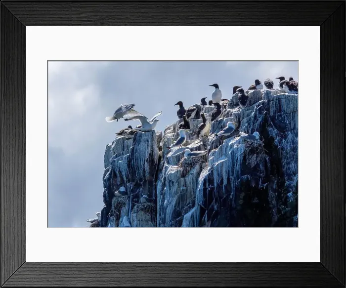 Framed Print : Kittiwakes (Rissa Tridactyla) attempt to land among Guillemots on the Farne Islands, Northumberland, UK Framed Print : Kittiwakes (Rissa Tridactyla) attempt to land among Guillemots on the Farne Islands, Northumberland, UK