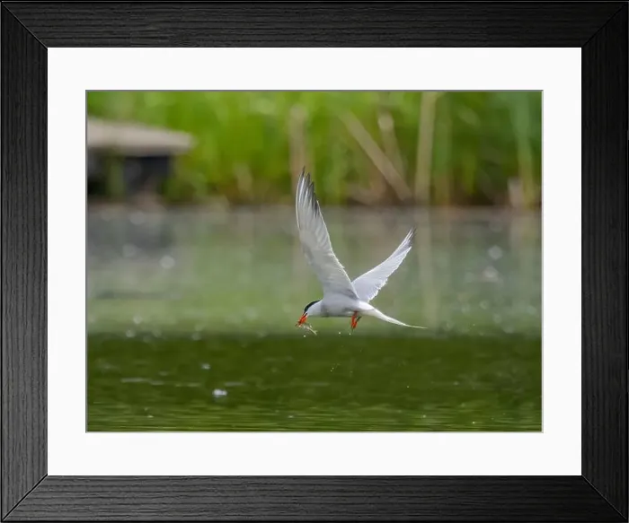 Framed Print : Common tern in flight catching a fish in its beak Framed Print : Common tern in flight catching a fish in its beak