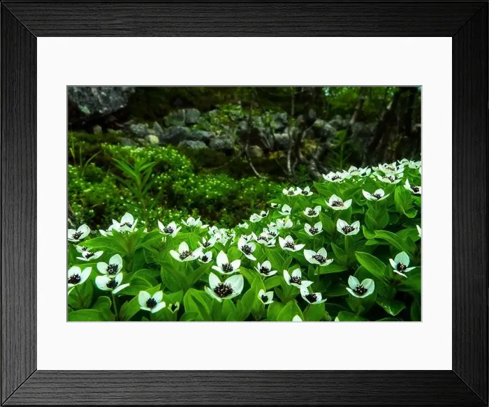Framed Print : Flowers of the Dwarf cornel