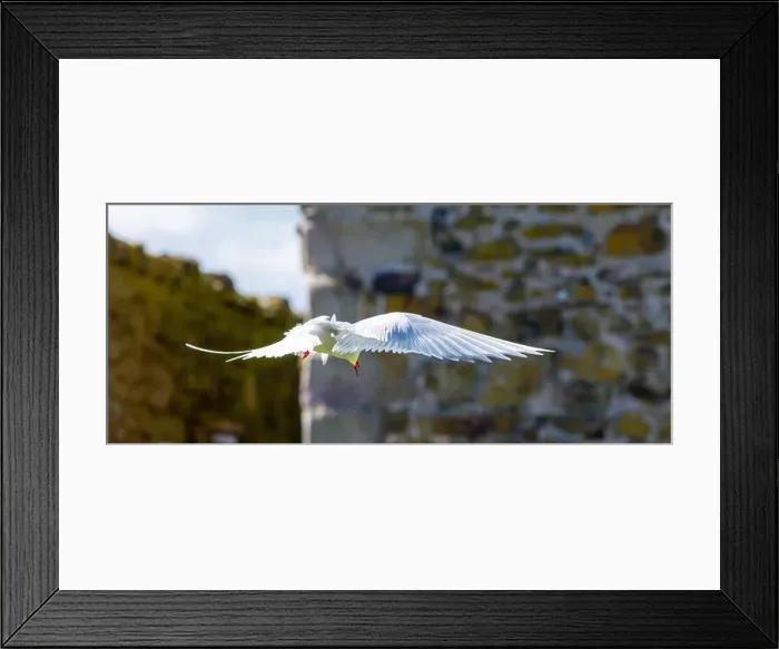Framed Print : An Arctic Tern (Sterna Paradise) in flight above the Farne Islands in Northumberland, UK Framed Print : An Arctic Tern (Sterna Paradise) in flight above the Farne Islands in Northumberland, UK