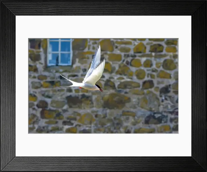 Framed Print : An Arctic Tern (Sterna Paradise) in flight above the Farne Islands in Northumberland, UK Framed Print : An Arctic Tern (Sterna Paradise) in flight above the Farne Islands in Northumberland, UK