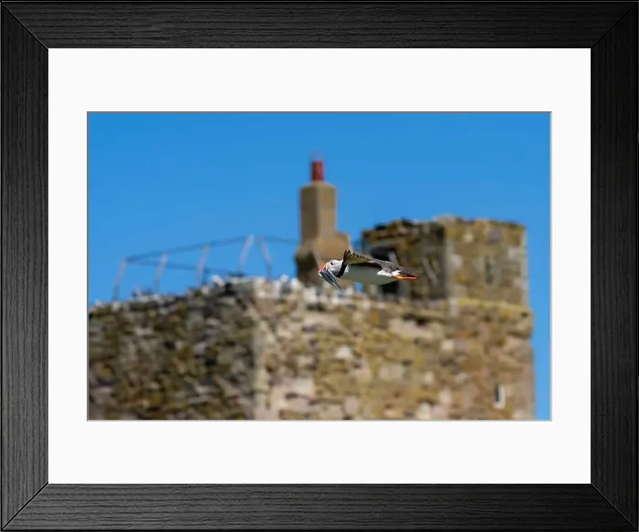 Framed Print : An Atlantic Puffin (Fratercula arctica) in flight over The Farne Islands in Northumberland, UK Framed Print : An Atlantic Puffin (Fratercula arctica) in flight over The Farne Islands in Northumberland, UK