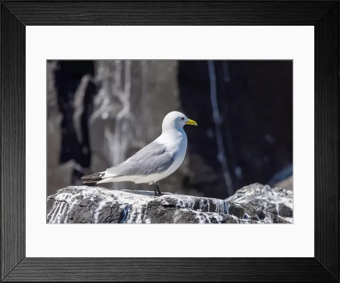 Framed Print : Kittiwakes gathering on the rocks at The Farne Islands, Northumberland, UK Framed Print : Kittiwakes gathering on the rocks at The Farne Islands, Northumberland, UK
