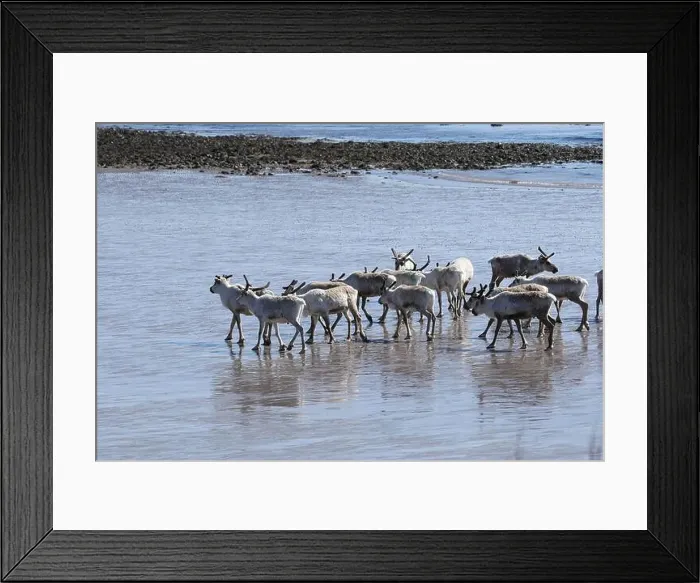 Framed Print : Reindeer (Rangifer tarandus) at low tide on the beach of the Barents Sea, Northern Norway, Lapland, Norway, Scandinavia Framed Print : Reindeer (Rangifer tarandus) at low tide on the beach of the Barents Sea, Northern Norway, Lapland, Norway, Scandinavia