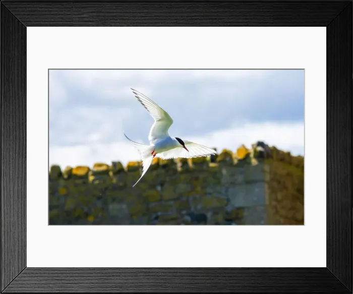 Framed Print : An Arctic Tern (Sterna Paradise) in flight above the Farne Islands in Northumberland, UK Framed Print : An Arctic Tern (Sterna Paradise) in flight above the Farne Islands in Northumberland, UK
