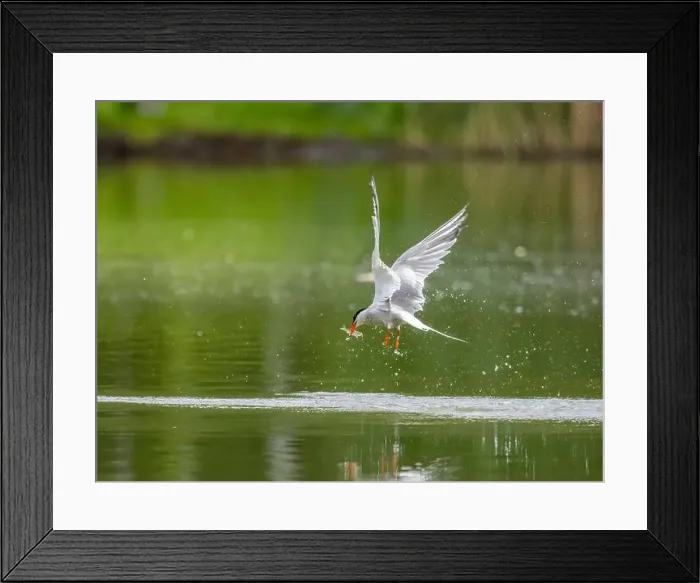 Framed Print : Common tern in flight catching a fish in its beak Framed Print : Common tern in flight catching a fish in its beak