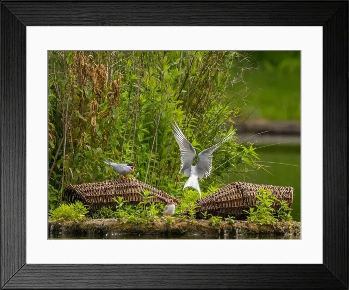 Framed Print : Common tern at the breeding ground with the young Framed Print : Common tern at the breeding ground with the young