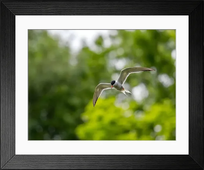 Framed Print : Common tern in flight against a background of greenery Framed Print : Common tern in flight against a background of greenery