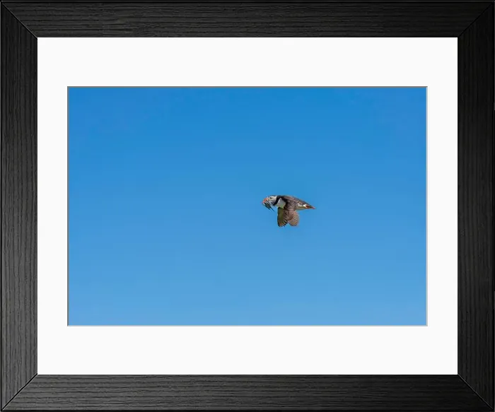 Framed Print : An Atlantic Puffin (Fratercula arctica) in flight over The Farne Islands in Northumberland, UK Framed Print : An Atlantic Puffin (Fratercula arctica) in flight over The Farne Islands in Northumberland, UK
