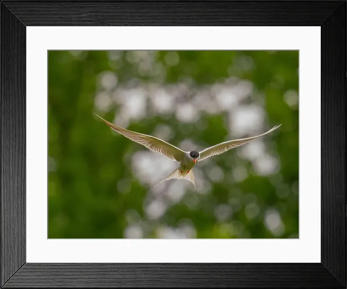 Framed Print : Common tern in flight against a background of greenery Framed Print : Common tern in flight against a background of greenery