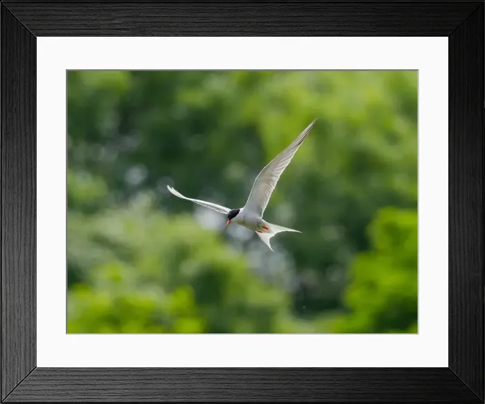 Framed Print : Common tern in flight against a background of greenery Framed Print : Common tern in flight against a background of greenery