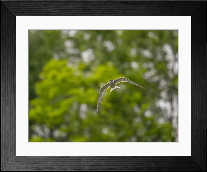 Framed Print : Common tern in flight against a background of greenery Framed Print : Common tern in flight against a background of greenery
