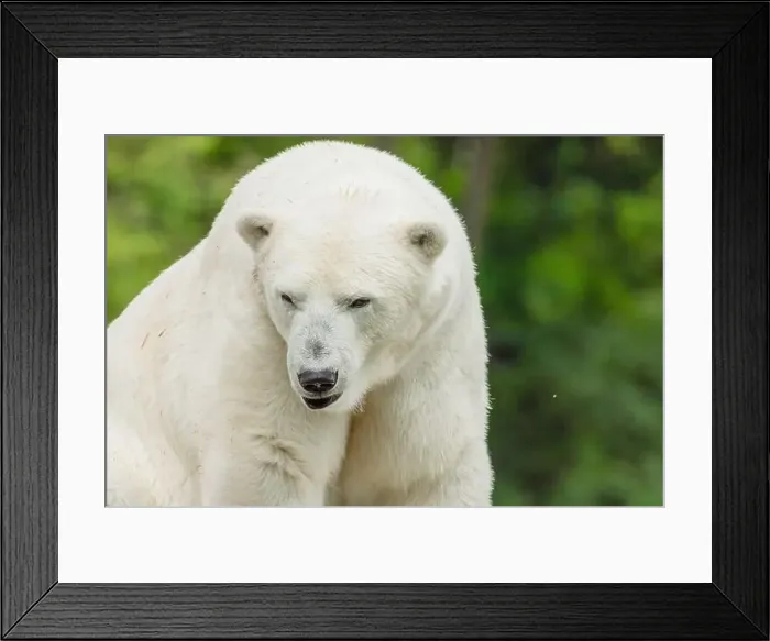 Framed Print : Big white Polar Bear takes a rest and sitting on stone Framed Print : Big white Polar Bear takes a rest and sitting on stone