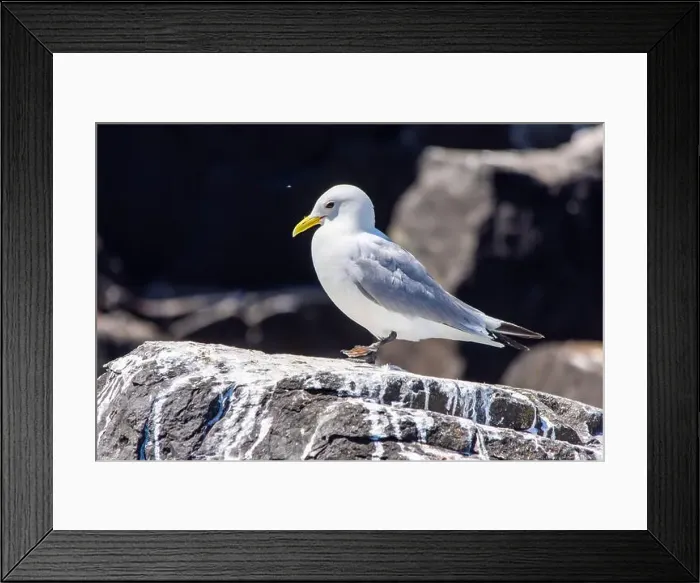 Framed Print : Kittiwakes gathering on the rocks at The Farne Islands, Northumberland, UK Framed Print : Kittiwakes gathering on the rocks at The Farne Islands, Northumberland, UK