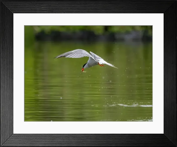 Framed Print : Common tern in flight catching a fish in its beak Framed Print : Common tern in flight catching a fish in its beak