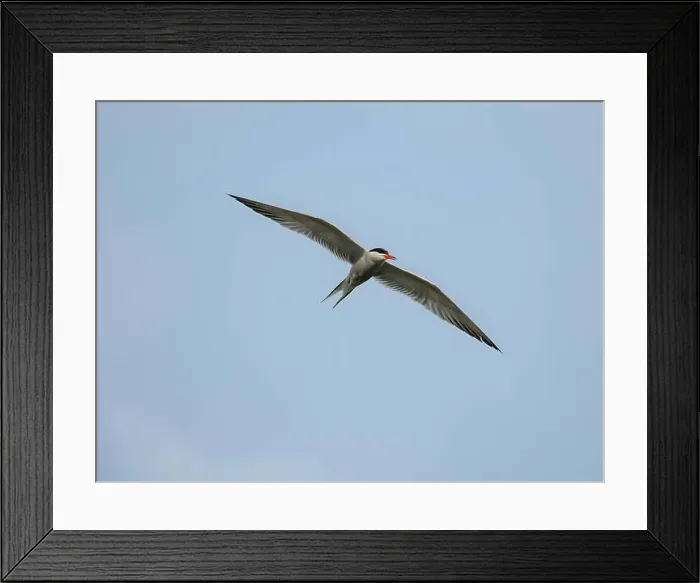 Framed Print : Common tern in flight against the sky Framed Print : Common tern in flight against the sky