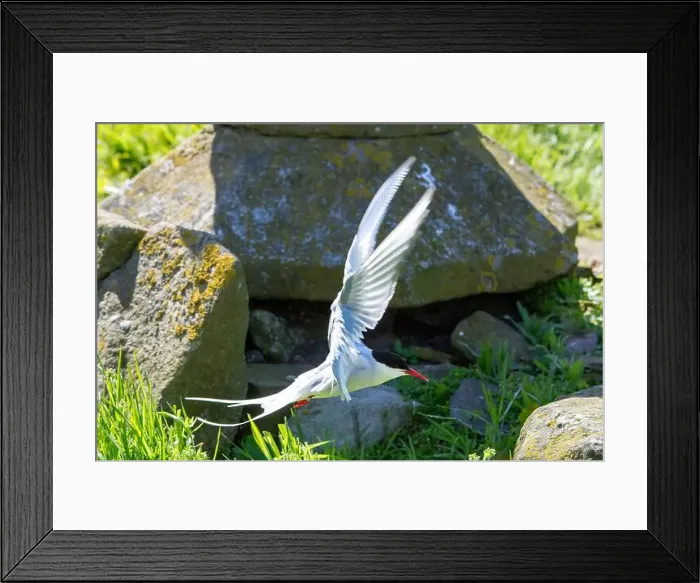 Framed Print : An Arctic Tern (Sterna Paradise) in flight above the Farne Islands in Northumberland, UK Framed Print : An Arctic Tern (Sterna Paradise) in flight above the Farne Islands in Northumberland, UK