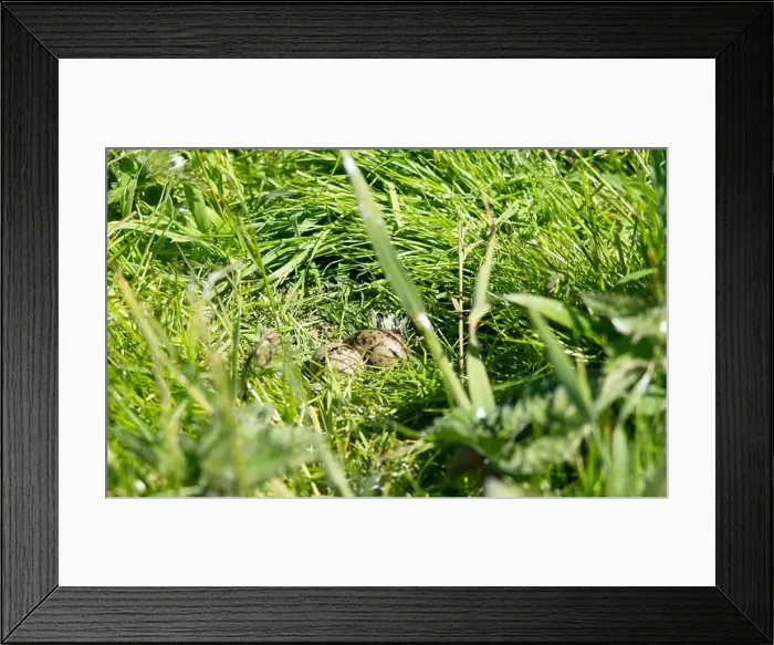 Framed Print : Arctic Tern (Sterna Paradise) eggs on the Farne Islands in Northumberland, UK