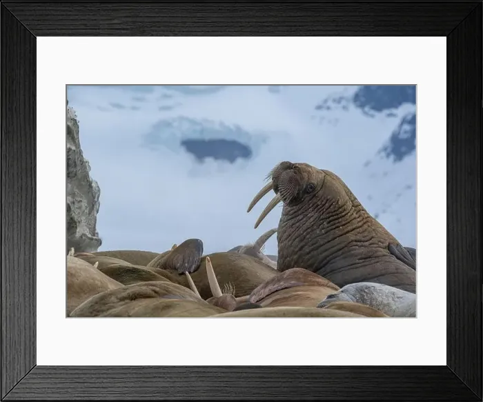 Framed Print : Svalbard, Norway. Colony of Atlantic walrus showing their tusks Framed Print : Svalbard, Norway. Colony of Atlantic walrus showing their tusks
