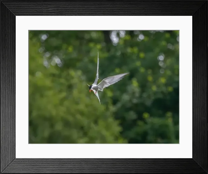 Framed Print : Common tern in flight against a background of greenery Framed Print : Common tern in flight against a background of greenery