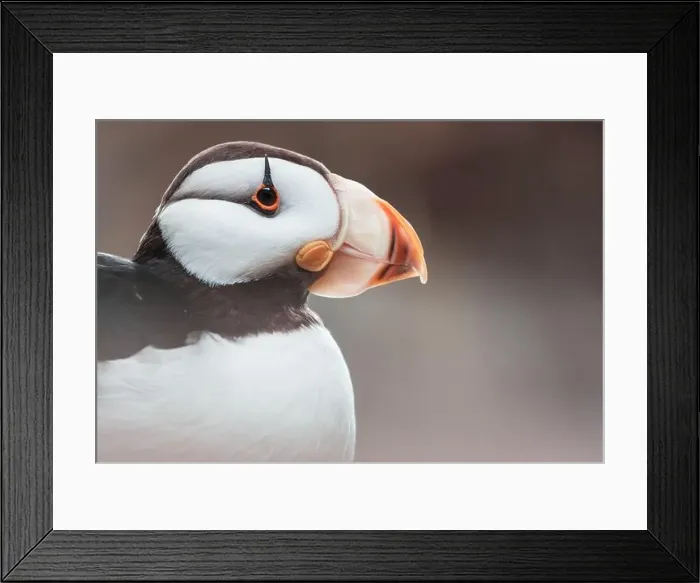 Framed Print : Puffin Framed Print : Puffin