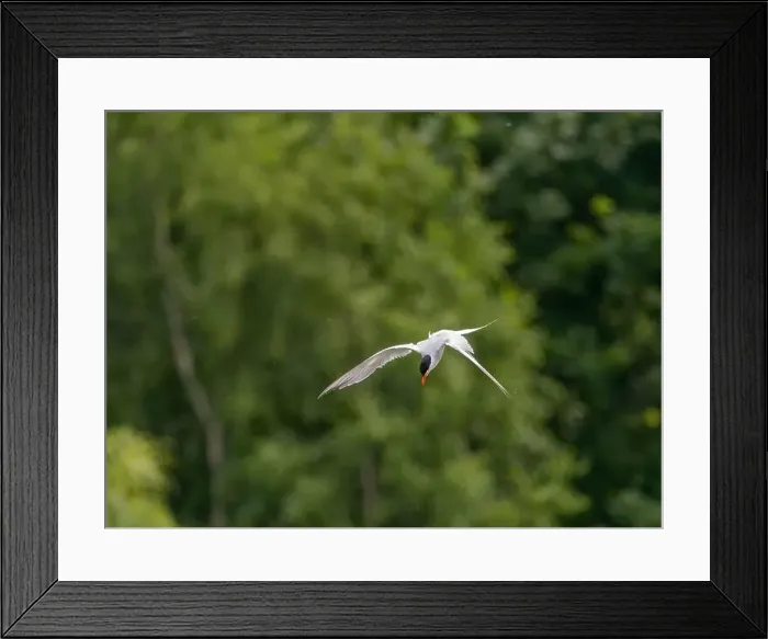 Framed Print : Common tern in flight against a background of greenery Framed Print : Common tern in flight against a background of greenery