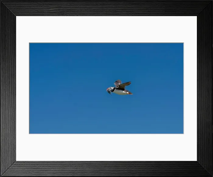 Framed Print : An Atlantic Puffin (Fratercula arctica) in flight over The Farne Islands in Northumberland, UK Framed Print : An Atlantic Puffin (Fratercula arctica) in flight over The Farne Islands in Northumberland, UK