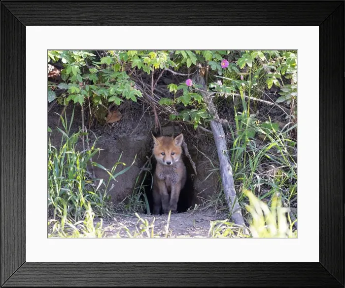 Framed Print : Red fox kit staring out at me from his den Framed Print : Red fox kit staring out at me from his den