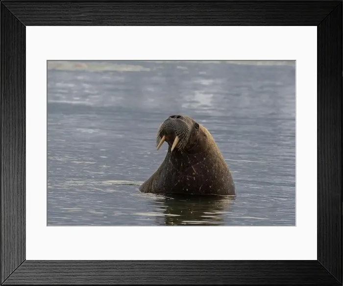 Framed Print : Svalbard, Norway. Portrait of Atlantic walrus Framed Print : Svalbard, Norway. Portrait of Atlantic walrus