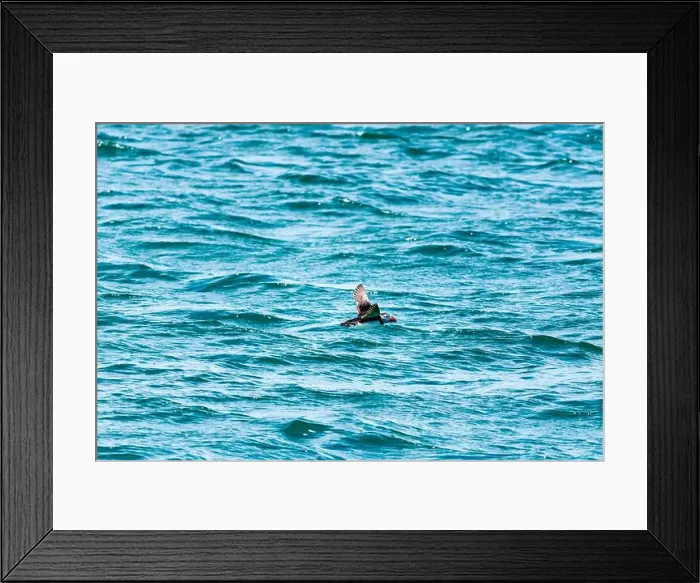 Framed Print : An Atlantic Puffins (Fratercula arctica) flying over the sea heading to The Farne Islands in Northumberland, UK Framed Print : An Atlantic Puffins (Fratercula arctica) flying over the sea heading to The Farne Islands in Northumberland, UK