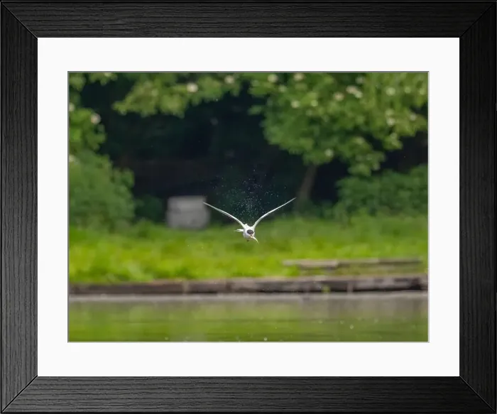 Framed Print : Common tern in flight against a background of greenery Framed Print : Common tern in flight against a background of greenery
