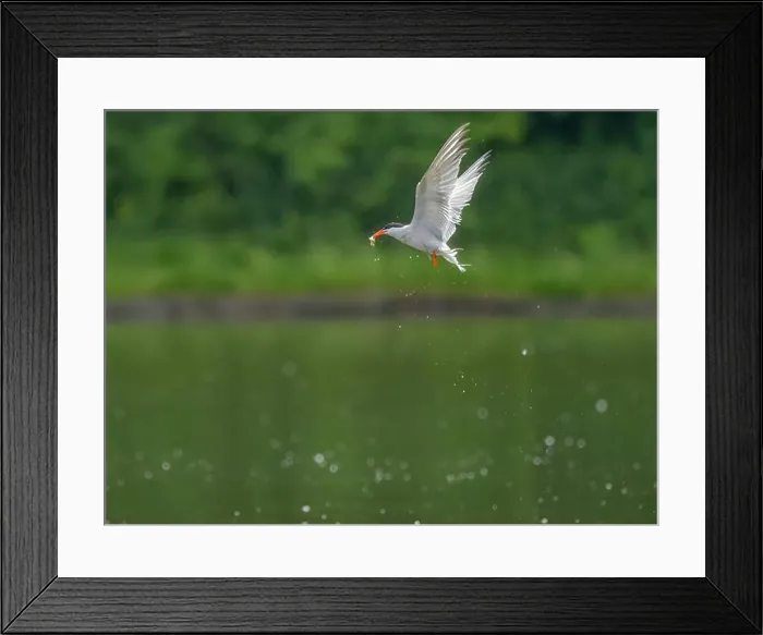 Framed Print : Common tern in flight catching a fish in its beak Framed Print : Common tern in flight catching a fish in its beak