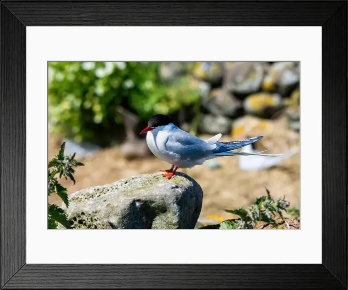 Framed Print : An Arctic Tern (Sterna paradisaea) rest on a rock in the Farne Islands after its long migration Framed Print : An Arctic Tern (Sterna paradisaea) rest on a rock in the Farne Islands after its long migration