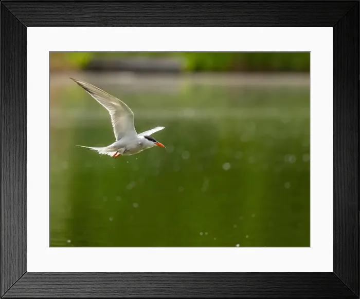 Framed Print : Common tern in flight against a background of water