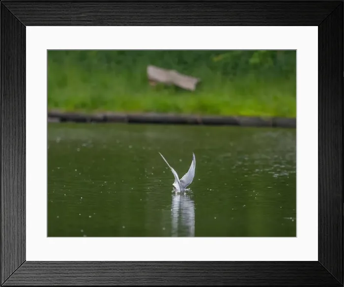 Framed Print : Common tern in flight catching a fish in its beak Framed Print : Common tern in flight catching a fish in its beak