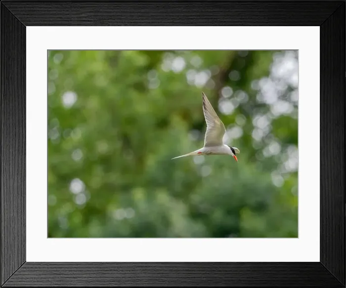 Framed Print : Common tern in flight against a background of greenery Framed Print : Common tern in flight against a background of greenery