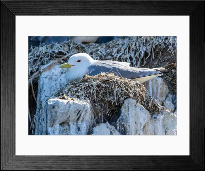 Framed Print : Kittiwakes gathering on the rocks at The Farne Islands, Northumberland, UK Framed Print : Kittiwakes gathering on the rocks at The Farne Islands, Northumberland, UK