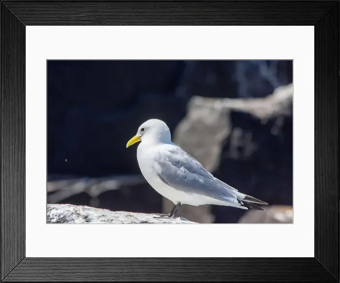 Framed Print : Kittiwakes gathering on the rocks at The Farne Islands, Northumberland, UK Framed Print : Kittiwakes gathering on the rocks at The Farne Islands, Northumberland, UK