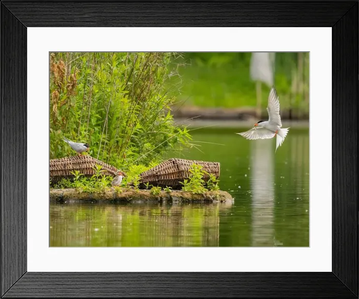 Framed Print : Common tern in flight catching a fish in its beak Framed Print : Common tern in flight catching a fish in its beak