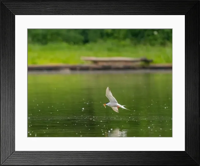 Framed Print : Common tern in flight catching a fish in its beak