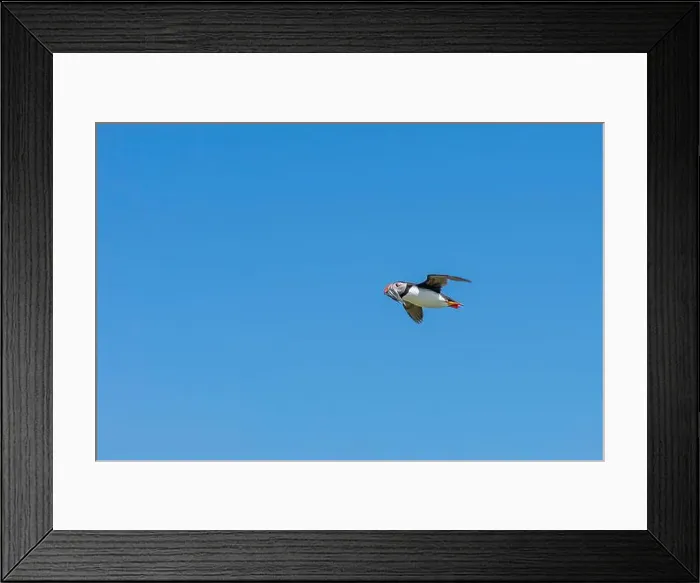 Framed Print : An Atlantic Puffin (Fratercula arctica) in flight over The Farne Islands in Northumberland, UK Framed Print : An Atlantic Puffin (Fratercula arctica) in flight over The Farne Islands in Northumberland, UK