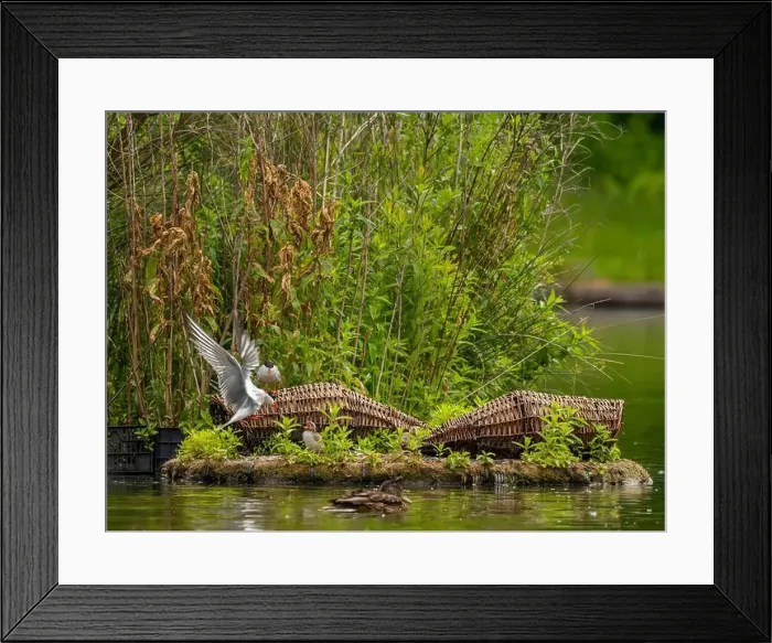 Framed Print : Common tern at the breeding ground with the young Framed Print : Common tern at the breeding ground with the young